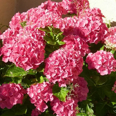 Le Clos Fleuri Σπίτι διακοπών Caumont (Ariege)