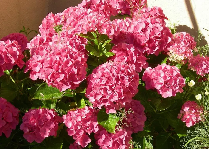 Le Clos Fleuri Feriehus Caumont (Ariege)